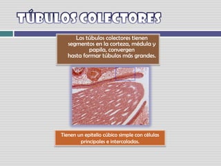 TÚBULOS COLECTORES      Los túbulos colectores tienen segmentos en la corteza, médula y papila, convergenhasta formar túbulos más grandes. Tienen un epitelio cúbico simple con células principales e intercaladas.