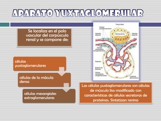 APARATO YUXTAGLOMERULAR      Se localiza en el polo vascular del corpúsculo renal y se compone de:Las células yuxtaglomerulares son células de músculo liso modificado con características de células secretoras de proteínas. Sintetizan renina