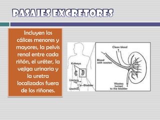 PASAJES EXCRETORES     Incluyen los cálices menores y mayores, la pelvis renal entre cada riñón, el uréter, lavejiga urinaria y la uretra localizados fuera de los riñones. 