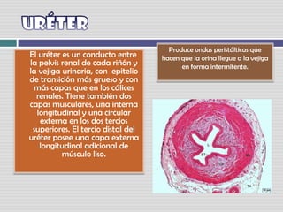 Uréter Produce ondas peristálticas que hacen que la orina llegue a la vejiga en forma intermitente.    El uréter es un conducto entre la pelvis renal de cada riñón y la vejiga urinaria, con  epitelio de transición más grueso y con más capas que en los cálices renales. Tiene también dos capas musculares, una interna longitudinal y una circular externa en los dos tercios superiores. El tercio distal del uréter posee una capa externa longitudinal adicional de músculo liso. 