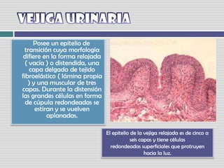 Vejiga urinaria     Posee un epitelio de transición cuya morfología difiere en la forma relajada ( vacía ) o distendida, una capa delgada de tejido fibroelástico ( lámina propia ) y una muscular de tres capas. Durante la distensión las grandes células en forma de cúpula redondeadas se estiran y se vuelven aplanadas.El epitelio de la vejiga relajada es de cinco a seis capas y tiene célulasredondeadas superficiales que protruyen hacia la luz. 