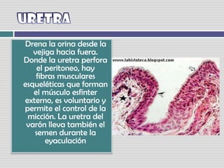 Uretra     Drena la orina desde la vejiga hacia fuera. Donde la uretra perfora el peritoneo, hayfibras musculares esqueléticas que forman el músculo esfínter externo, es voluntario ypermite el control de la micción. La uretra del varón lleva también el semen durante laeyaculación