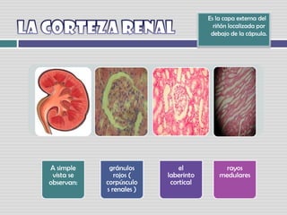 La corteza renal    Es la capa externa del riñón localizada por debajo de la cápsula.