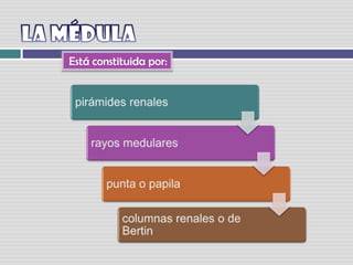La médula Está constituida por: