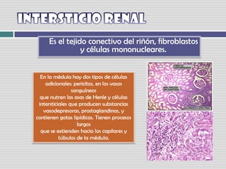 Intersticio renal    Es el tejido conectivo del riñón, fibroblastos y células mononucleares. En la médula hay dos tipos de células adicionales: pericitos, en los vasos sanguíneosque nutren las asas de Henle y células intersticiales que producen substanciasvasodepresoras, prostaglandinas, y contienen gotas lipídicas. Tienen procesos largosque se extienden hacia los capilares y túbulos de la médula.