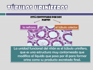 TÚBULOS  URINÍFEROS  está constituido por dos partes la nefrona el túbulo colectorLa unidad funcional del riñón es el túbulo urinífero, que es una estructura muy contorneada que modifica al líquido que pasa por él para formar orina como su producto excretado final. 