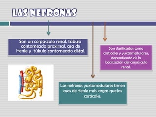 Las nefronas    Son un corpúsculo renal, túbulo contorneado proximal, asa de Henle y  túbulo contorneado distal. Son clasificadas como corticales y yuxtamedulares, dependiendo de la localización del corpúsculo renal. Las nefronas yuxtamedulares tienen asas de Henle más largas que las corticales.