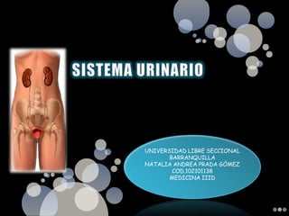 SISTEMA URINARIO UNIVERSIDAD LIBRE SECCIONAL BARRANQUILLA NATALIA ANDREA PRADA GÓMEZ  COD.102101138 MEDICINA IIID 