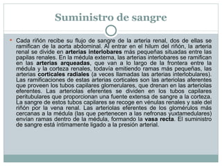 Suministro de sangre Cada riñón recibe su flujo de sangre de la arteria renal, dos de ellas se ramifican de la aorta abdominal. Al entrar en el hilum del riñón, la arteria renal se divide en  arterias interlobares  más pequeñas situadas entre las papilas renales. En la médula externa, las arterias interlobares se ramifican en las  arterias arqueadas , que van a lo largo de la frontera entre la médula y la corteza renales, todavía emitiendo ramas más pequeñas, las arterias  corticales radiales  (a veces llamadas las arterias interlobulares). Las ramificaciones de estas arterias corticales son las arteriolas aferentes que proveen los tubos capilares glomerulares, que drenan en las arteriolas eferentes. Las arteriolas eferentes se dividen en los tubos capilares peritubulares que proporcionan una fuente extensa de sangre a la corteza. La sangre de estos tubos capilares se recoge en vénulas renales y sale del riñón por la vena renal. Las arteriolas eferentes de los glomérulos más cercanas a la médula (las que pertenecen a las nefronas yuxtamedulares) envían ramas dentro de la médula, formando la  vasa recta . El suministro de sangre está íntimamente ligado a la presión arterial. 
