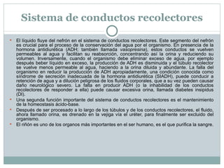 Sistema de conductos recolectores El líquido fluye del nefrón en el sistema de conductos recolectores. Este segmento del nefrón es crucial para el proceso de la conservación del agua por el organismo. En presencia de la hormona antidiurética (ADH; también llamada  vasopresina ), estos conductos se vuelven permeables al agua y facilitan su reabsorción, concentrando así la orina y reduciendo su volumen. Inversamente, cuando el organismo debe eliminar exceso de agua, por ejemplo después beber líquido en exceso, la producción de ADH es disminuida y el túbulo recolector se vuelve menos permeable al agua, haciendo a la orina diluida y abundante. La falla del organismo en reducir la producción de ADH apropiadamente, una condición conocida como síndrome de secreción inadecuada de la hormona antidiurética (SIADH), puede conducir a retención de agua y a dilución peligrosa de los fluidos corporales, que a su vez pueden causar daño neurológico severo. La falta en producir ADH (o la inhabilidad de los conductos recolectores de responder a ella) puede causar excesiva orina, llamada diabetes insipidus (DI). Una segunda función importante del sistema de conductos recolectores es el mantenimiento de la homeostasis ácido-base. Después de ser procesado a lo largo de los túbulos y de los conductos recolectores, el fluido, ahora llamado orina, es drenado en la vejiga vía el uréter, para finalmente ser excluido del organismo. El riñón es uno de los organos más importantes en el ser humano, es el que purifica la sangre. 