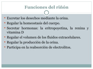 Funciones del riñón Excretar los desechos mediante la orina. Regular la homeostasis del cuerpo. Secretar hormonas: la eritropoyetina, la renina y vitamina D Regular el volumen de los fluidos extracelulares. Regular la producción de la orina. Participa en la reabsorción de electrolitos. 