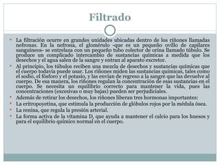 Filtrado La filtración ocurre en grandes unidades ubicadas dentro de los riñones llamadas nefronas. En la nefrona, el glomérulo -que es un pequeño ovillo de capilares sanguíneos- se entrelaza con un pequeño tubo colector de orina llamado túbulo. Se produce un complicado intercambio de sustancias químicas a medida que los desechos y el agua salen de la sangre y entran al aparato excretor. Al principio, los túbulos reciben una mezcla de desechos y sustancias químicas que el cuerpo todavía puede usar. Los riñones miden las sustancias químicas, tales como el sodio, el fósforo y el potasio, y las envían de regreso a la sangre que las devuelve al cuerpo. De esa manera, los riñones regulan la concentración de esas sustancias en el cuerpo. Se necesita un equilibrio correcto para mantener la vida, pues las concentraciones (excesivas o muy bajas) pueden ser perjudiciales. Además de retirar los desechos, los riñones liberan tres hormonas importantes: La eritropoyetina, que estimula la producción de glóbulos rojos por la médula ósea. La renina, que regula la presión arterial. La forma activa de la vitamina D, que ayuda a mantener el calcio para los huesos y para el equilibrio químico normal en el cuerpo. 