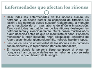 Enfermedades que afectan los riñones Casi todas las enfermedades de los riñones atacan las nefronas y les hacen perder su capacidad de filtración. La lesión a las nefronas puede suceder rápidamente, a menudo como resultado de un traumatismo de riñón o intoxicación. Pero casi todas las patologías de los riñones destruyen las nefronas lenta y silenciosamente. Quizá pasen muchos años o aun decenios antes de que se manifieste el daño. Podemos mencionar al riñon lobulado, riñon poliquístico, síndrome de Alport, albuminuria, glomerulonefritis, nefrosis lipoide y lupus. Las dos causas de enfermedad de los riñones más comunes son la diabetes y la hipertensión (tensión arterial alta). En casos donde la persona tiene sangrado al orinar es porque se han causado daños en las nefronas y no se está haciendo un buen filtrado de la sangre. 