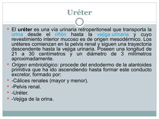 Uréter El  uréter  es una vía urinaria retroperitoneal que transporta la  orina  desde el  riñón  hasta la  vejiga urinaria  y cuyo revestimiento interior mucoso es de origen mesodérmico. Los uréteres comienzan en la pelvis renal y siguen una trayectoria descendente hasta la vejiga urinaria. Poseen una longitud de 21 a 30 centímetros y un diámetro de 3 milímetros aproximadamente. Origen embriológico:  procede del endodermo de la alantoides primitiva que ha ido ascendiendo hasta formar este conducto excretor, formado por: -Cálices renales (mayor y menor). -Pelvis renal. -Uréter. -Vejiga de la orina. 