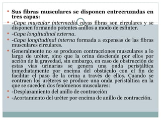 Sus fibras musculares se disponen entrecruzadas en tres capas: - Capa muscular intermedia  cuyas fibras son circulares y se disponen formando potentes anillos a modo de esfínter. - Capa longitudinal externa. - Capa longitudinal interna  formada a expensas de las fibras musculares circulares. Generalmente no se producen contracciones musculares a lo largo de uréter, sino que la orina desciende por ellos por acción de la gravedad, sin embargo, en caso de obstrucción de estas vías urinarias se genera una onda peristáltica inmediatamente por encima del obstáculo con el fin de facilitar el paso de la orina a través de ellos. Cuando se contraen los uréteres se produce una onda peristáltica en la que se suceden dos fenómenos musculares: -Desplazamiento del anillo de contracción -Acortamiento del uréter por encima de anillo de contracción. 