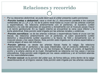Relaciones y recorrido Por su descenso abdominal, se pude decir que el uréter presenta cuatro porciones: - Porción lumbar o abdominal:  nace a nivel de L3, discurriendo paralela a los cuerpos vertebrales de L3, L4 y L5. Va de la pelvis renal hasta su cruce con las arterias ováricas o espermáticas. Se relaciona anteriormente con el peritoneo, el duodeno (uréter derecho) y la cola del páncreas (el izquierdo) y dorsalmente con el músculo psoas mayor y el nervio genitocrural. En su región interna se encuentran la vena cava inferior y la aorta abdominal. Esta porción está irrigada por las arterias renales y uretéricas. - Porción sacroiliaca:  va de las arterias ováricas o espermáticas hasta el cruce con las ilíacas. Se relaciona anteriormente con el peritoneo, el colon ascendente (uréter derecho) y descendente (uréter izquierdo) y la fascia de Told y dorsalmente con el músculo psoas y los vasos ilíacos. Esta porción está irrigada por la arteria espermática u ovárica según el sexo del individuo. - Porción pélvica:  va desde las arterias ilíacas hasta la vejiga. Se relaciona anteriormente con el peritoneo y las asas intestinales, con el conducto deferente y las vesículas seminales en el hombre y con las trompas de Falopio, el ovario, el ligamento ancho y la arteria uterina en la mujer. Dorsalmente se relaciona con los vasos y nervios obturadores. Esta porción está irrigada por los vasos uretéricos y en el hombre además por los vesicodeferenciales. - Porción vesical:  es la porción del uréter que, de forma oblicua, entra dentro de la vejiga desembocando en el trígono vesical. Esta porción está irrigada por las arterias vesicales. 