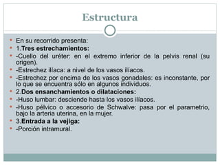 Estructura En su recorrido presenta: 1. Tres estrechamientos: -Cuello del uréter: en el extremo inferior de la pelvis renal (su origen). -Estrechez ilíaca: a nivel de los vasos ilíacos. -Estrechez por encima de los vasos gonadales: es inconstante, por lo que se encuentra sólo en algunos individuos. 2. Dos ensanchamientos o dilataciones: -Huso lumbar: desciende hasta los vasos ilíacos. -Huso pélvico o accesorio de Schwalve: pasa por el parametrio, bajo la arteria uterina, en la mujer. 3. Entrada a la vejiga: -Porción intramural. 