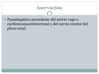 Inervación Parasimpática procedente del nervio vago o cardioneumoenterorrenal y del nervio erector del plexo renal. 