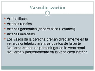 Vascularización Arteria ilíaca. Arterias renales. Arterias gonadales (espermática u ovárica). Arterias vesicales. Los vasos de la derecha drenan directamente en la vena cava inferior, mientras que los de la parte izquierda drenan en primer lugar en la vena renal izquierda y posteriormente en la vena cava inferior. 