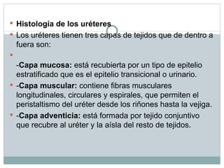 Histología de los uréteres Los uréteres tienen tres capas de tejidos que de dentro a fuera son: - Capa mucosa:  está recubierta por un tipo de epitelio estratificado que es el epitelio transicional o urinario. - Capa muscular:  contiene fibras musculares longitudinales, circulares y espirales, que permiten el peristaltismo del uréter desde los riñones hasta la vejiga. - Capa adventicia:  está formada por tejido conjuntivo que recubre al uréter y la aísla del resto de tejidos . 