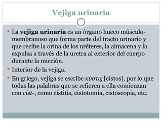 Vejiga urinaria La  vejiga urinaria  es un órgano hueco músculo-membranoso que forma parte del tracto urinario y que recibe la orina de los uréteres, la almacena y la expulsa a través de la uretra al exterior del cuerpo durante la micción. Interior de la vejiga. En griego, vejiga se escribe  κύστις  [cistos], por lo que todas las palabras que se refieren a ella comienzan con  cist- , como cistitis, cistotomía, cistoscopia, etc. 