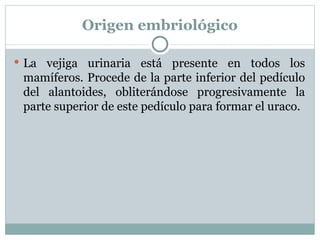 Origen embriológico La vejiga urinaria está presente en todos los mamíferos. Procede de la parte inferior del pedículo del alantoides, obliterándose progresivamente la parte superior de este pedículo para formar el uraco. 