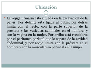 Ubicación La vejiga urinaria está situada en la excavación de la pelvis. Por delante está fijada al pubis, por detrás limita con el recto, con la parte superior de la próstata y las vesículas seminales en el hombre, y con la vagina en la mujer. Por arriba está recubierta por el peritoneo parietal que lo separa de la cavidad abdominal, y por abajo limita con la próstata en el hombre y con la musculatura perineal en la mujer 