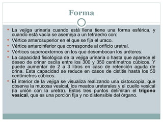 Forma La vejiga urinaria cuando está llena tiene una forma esférica, y cuando está vacía se asemeja a un tetraedro con: Vértice anterosuperior en el que se fija el uraco. Vértice anteroinferior que corresponde al orificio uretral. Vértices superoexternos en los que desembocan los uréteres. La capacidad fisiológica de la vejiga urinaria o hasta que aparece el deseo de orinar oscila entre los 300 y 350 centímetros cúbicos. Y puede aumentar de 2 a 3 litros en caso de retención aguda de orina. Esta capacidad se reduce en casos de cistitis hasta los 50 centímetros cúbicos. El interior de la vejiga se visualiza realizando una cistoscopia, que observa la mucosa vesical, los meatos ureterales y el cuello vesical (la unión con la uretra). Estos tres puntos delimitan el  trígono vesical , que es una porción fija y no distensible del órgano. 