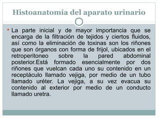 Histoanatomía del aparato urinario La parte inicial y de mayor importancia que se encarga de la filtración de tejidos y ciertos fluidos, así como la eliminación de toxinas son los riñones que son órganos con forma de frijol, ubicados en el retroperitoneo sobre la pared abdominal posterior.Está formado esencialmente por dos riñones que vuelcan cada uno su contenido en un receptáculo llamado vejiga, por medio de un tubo llamado uréter. La vejiga, a su vez evacua su contenido al exterior por medio de un conducto llamado uretra. 