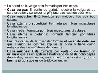 La pared de la vejiga está formada por tres capas: Capa serosa:  El peritoneo parietal recubre la vejiga es su cara superior y parte posterior y laterales cuando está llena. Capa muscular:  Está formada por músculo liso con tres capas: Capa externa o superficial: Formada por fibras musculares longitudinales. Capa media: Formada por fibras musculares circulares. Capa interna o profunda: Formada también por fibras longitudinales Las tres capas de la muscular forman el  músculo detrusor  que cuando se contrae expulsa la orina y tiene como antagonistas los esfínteres de la uretra. Capa mucosa:  Esta formada por  epitelio de transición urinario  que es un epitelio estratificado de hasta ocho capas de células, impermeable, en contacto con la orina, y por la  lámina propia  que es de tejido conjuntivo. 