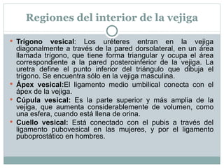 Regiones del interior de la vejiga Trígono vesical : Los uréteres entran en la vejiga diagonalmente a través de la pared dorsolateral, en un área llamada trígono, que tiene forma triangular y ocupa el área correspondiente a la pared posteroinferior de la vejiga. La uretra define el punto inferior del triángulo que dibuja el trígono. Se encuentra sólo en la vejiga masculina. Ápex vesical: El ligamento medio umbilical conecta con el ápex de la vejiga. Cúpula vesical:  Es la parte superior y más amplia de la vejiga, que aumenta considerablemente de volumen, como una esfera, cuando está llena de orina. Cuello vesical:  Está conectado con el pubis a través del ligamento pubovesical en las mujeres, y por el ligamento puboprostático en hombres. 