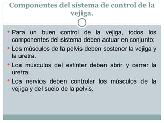 Componentes del sistema de control de la vejiga. Para un buen control de la vejiga, todos los componentes del sistema deben actuar en conjunto: Los músculos de la pelvis deben sostener la vejiga y la uretra. Los músculos del esfínter deben abrir y cerrar la uretra. Los nervios deben controlar los músculos de la vejiga y del suelo de la pelvis. 