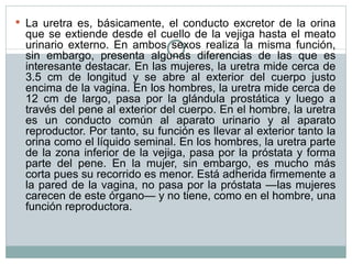 La uretra es, básicamente, el conducto excretor de la orina que se extiende desde el cuello de la vejiga hasta el meato urinario externo. En ambos sexos realiza la misma función, sin embargo, presenta algunas diferencias de las que es interesante destacar. En las mujeres, la uretra mide cerca de 3.5 cm de longitud y se abre al exterior del cuerpo justo encima de la vagina. En los hombres, la uretra mide cerca de 12 cm de largo, pasa por la glándula prostática y luego a través del pene al exterior del cuerpo. En el hombre, la uretra es un conducto común al aparato urinario y al aparato reproductor. Por tanto, su función es llevar al exterior tanto la orina como el líquido seminal. En los hombres, la uretra parte de la zona inferior de la vejiga, pasa por la próstata y forma parte del pene. En la mujer, sin embargo, es mucho más corta pues su recorrido es menor. Está adherida firmemente a la pared de la vagina, no pasa por la próstata —las mujeres carecen de este órgano— y no tiene, como en el hombre, una función reproductora. 