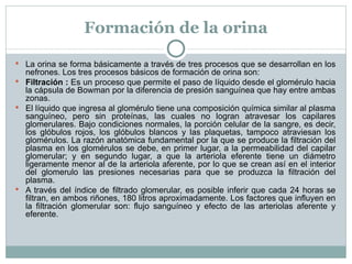 Formación de la orina La orina se forma básicamente a través de tres procesos que se desarrollan en los nefrones. Los tres procesos básicos de formación de orina son: Filtración :  Es un proceso que permite el paso de líquido desde el glomérulo hacia la cápsula de Bowman por la diferencia de presión sanguínea que hay entre ambas zonas. El líquido que ingresa al glomérulo tiene una composición química similar al plasma sanguíneo, pero sin proteínas, las cuales no logran atravesar los capilares glomerulares. Bajo condiciones normales, la porción celular de la sangre, es decir, los glóbulos rojos, los glóbulos blancos y las plaquetas, tampoco atraviesan los glomérulos. La razón anatómica fundamental por la que se produce la filtración del plasma en los glomérulos se debe, en primer lugar, a la permeabilidad del capilar glomerular; y en segundo lugar, a que la arteriola eferente tiene un diámetro ligeramente menor al de la arteriola aferente, por lo que se crean así en el interior del glomerulo las presiones necesarias para que se produzca la filtración del plasma. A través del índice de filtrado glomerular, es posible inferir que cada 24 horas se filtran, en ambos riñones, 180 litros aproximadamente. Los factores que influyen en la filtración glomerular son: flujo sanguíneo y efecto de las arteriolas aferente y eferente. 