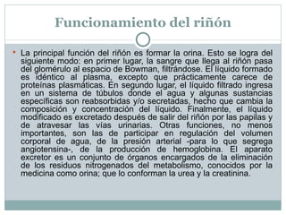 Funcionamiento del riñón La principal función del riñón es formar la orina. Esto se logra del siguiente modo: en primer lugar, la sangre que llega al riñón pasa del glomérulo al espacio de Bowman, filtrándose. El líquido formado es idéntico al plasma, excepto que prácticamente carece de proteínas plasmáticas. En segundo lugar, el líquido filtrado ingresa en un sistema de túbulos donde el agua y algunas sustancias específicas son reabsorbidas y/o secretadas, hecho que cambia la composición y concentración del líquido. Finalmente, el líquido modificado es excretado después de salir del riñón por las papilas y de atravesar las vías urinarias. Otras funciones, no menos importantes, son las de participar en regulación del volumen corporal de agua, de la presión arterial -para lo que segrega angiotensina-, de la producción de hemoglobina. El aparato excretor es un conjunto de órganos encargados de la eliminación de los residuos nitrogenados del metabolismo, conocidos por la medicina como orina; que lo conforman la urea y la creatinina.  