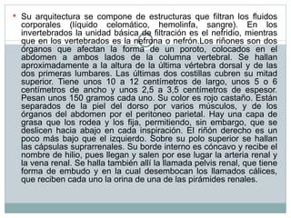 Su arquitectura se compone de estructuras que filtran los fluidos corporales (líquido celomático, hemolinfa, sangre). En los invertebrados la unidad básica de filtración es el nefridio, mientras que en los vertebrados es la nefrona o nefrón.Los riñones son dos órganos que afectan la forma de un poroto, colocados en el abdomen a ambos lados de la columna vertebral. Se hallan aproximadamente a la altura de la última vértebra dorsal y de las dos primeras lumbares. Las últimas dos costillas cubren su mitad superior. Tiene unos 10 a 12 centímetros de largo, unos 5 o 6 centímetros de ancho y unos 2,5 a 3,5 centímetros de espesor. Pesan unos 150 gramos cada uno. Su color es rojo castaño. Están separados de la piel del dorso por varios músculos, y de los órganos del abdomen por el peritoneo parietal. Hay una capa de grasa que los rodea y los fija, permitiendo, sin embargo, que se deslicen hacia abajo en cada inspiración. El riñón derecho es un poco más bajo que el izquierdo. Sobre su polo superior se hallan las cápsulas suprarrenales. Su borde interno es cóncavo y recibe el nombre de hilio, pues llegan y salen por ese lugar la arteria renal y la vena renal. Se halla también allí la llamada pelvis renal, que tiene forma de embudo y en la cual desembocan los llamados cálices, que reciben cada uno la orina de una de las pirámides renales. 