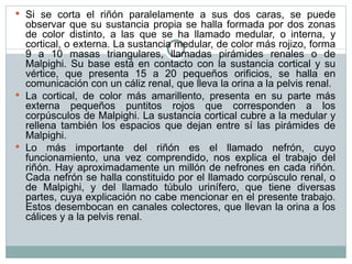 Si se corta el riñón paralelamente a sus dos caras, se puede observar que su sustancia propia se halla formada por dos zonas de color distinto, a las que se ha llamado medular, o interna, y cortical, o externa. La sustancia medular, de color más rojizo, forma 9 a 10 masas triangulares, llamadas pirámides renales o de Malpighi. Su base está en contacto con la sustancia cortical y su vértice, que presenta 15 a 20 pequeños orificios, se halla en comunicación con un cáliz renal, que lleva la orina a la pelvis renal. La cortical, de color más amarillento, presenta en su parte más externa pequeños puntitos rojos que corresponden a los corpúsculos de Malpighi. La sustancia cortical cubre a la medular y rellena también los espacios que dejan entre sí las pirámides de Malpighi. Lo más importante del riñón es el llamado nefrón, cuyo funcionamiento, una vez comprendido, nos explica el trabajo del riñón. Hay aproximadamente un millón de nefrones en cada riñón. Cada nefrón se halla constituido por el llamado corpúsculo renal, o de Malpighi, y del llamado túbulo urinífero, que tiene diversas partes, cuya explicación no cabe mencionar en el presente trabajo. Estos desembocan en canales colectores, que llevan la orina a los cálices y a la pelvis renal. 