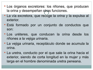 Los órganos excretores: los riñones, que producen la orina y desempeñan otras funciones. La vía excretora, que recoge la orina y la expulsa al exterior. Está formado por un conjunto de conductos que son: Los uréteres, que conducen la orina desde los riñones a la vejiga urinaria. La vejiga urinaria, receptáculo donde se acumula la orina. La uretra, conducto por el que sale la orina hacia el exterior, siendo de corta longitud en la mujer y más larga en el hombre denominada uretra peneana. 