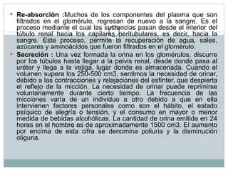Re-absorción : Muchos de los componentes del plasma que son filtrados en el glomérulo, regresan de nuevo a la sangre. Es el proceso mediante el cual las sustancias pasan desde el interior del túbulo renal hacia los capilares peritubulares, es decir, hacia la sangre. Este proceso, permite la recuperación de agua, sales, azúcares y aminoácidos que fueron filtrados en el glomérulo. Secreción :  Una vez formada la orina en los glomérulos, discurre por los túbulos hasta llegar a la pelvis renal, desde donde pasa al uréter y llega a la vejiga, lugar donde es almacenada. Cuando el volumen supera los 250-500 cm3, sentimos la necesidad de orinar, debido a las contracciones y relajaciones del esfínter, que despierta el reflejo de la micción. La necesidad de orinar puede reprimirse voluntariamente durante cierto tiempo. La frecuencia de las micciones varía de un individuo a otro debido a que en ella intervienen factores personales como son el hábito, el estado psíquico de alegría o tensión, y el consumo en mayor o menor medida de bebidas alcohólicas. La cantidad de orina emitida en 24 horas en el hombre es de aproximadamente 1500 cm3. El aumento por encima de esta cifra se denomina poliuria y la disminución oliguria. 