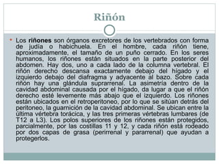 Riñón Los  riñones  son órganos excretores de los vertebrados con forma de judía o habichuela. En el hombre, cada riñón tiene, aproximadamente, el tamaño de un puño cerrado. En los seres humanos, los riñones están situados en la parte posterior del abdomen. Hay dos, uno a cada lado de la columna vertebral. El riñón derecho descansa exactamente debajo del hígado y el izquierdo debajo del diafragma y adyacente al bazo. Sobre cada riñón hay una glándula suprarrenal. La asimetría dentro de la cavidad abdominal causada por el hígado, da lugar a que el riñón derecho esté levemente más abajo que el izquierdo. Los riñones están ubicados en el retroperitoneo, por lo que se sitúan detrás del peritoneo, la guarnición de la cavidad abdominal. Se ubican entre la última vértebra torácica, y las tres primeras vértebras lumbares (de T12 a L3). Los polos superiores de los riñones están protegidos, parcialmente, por las costillas 11 y 12, y cada riñón está rodeado por dos capas de grasa (perirrenal y pararrenal) que ayudan a protegerlos. 