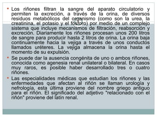 Los riñones filtran la sangre del aparato circulatorio y permiten la excreción, a través de la orina, de diversos residuos metabólicos del organismo (como son la urea, la creatinina, el potasio y el fósforo) por medio de un complejo sistema que incluye mecanismos de filtración, reabsorción y excreción. Diariamente los riñones procesan unos 200 litros de sangre para producir hasta 2 litros de orina. La orina baja continuamente hacia la vejiga a través de unos conductos llamados uréteres. La vejiga almacena la orina hasta el momento de su expulsión. Se puede dar la ausencia congénita de uno o ambos riñones, conocida como agenesia renal unilateral o bilateral. En casos muy raros, es posible haber desarrollado tres o cuatro riñones. Las especialidades médicas que estudian los riñones y las enfermedades que afectan al riñón se llaman urología y nefrología, esta última proviene del nombre griego antiguo para el riñón. El significado del adjetivo "relacionado con el riñón" proviene del latín renal. 