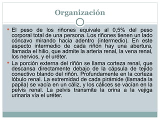 Organización El peso de los riñones equivale al 0,5% del peso corporal total de una persona. Los riñones tienen un lado cóncavo mirando hacia adentro (intermedio). En este aspecto intermedio de cada riñón hay una abertura, llamada el hilio, que admite la arteria renal, la vena renal, los nervios, y el uréter. La porción externa del riñón se llama corteza renal, que descansa directamente debajo de la cápsula de tejido conectivo blando del riñón. Profundamente en la corteza lóbulo renal. La extremidad de cada pirámide (llamada la papila) se vacía en un cáliz, y los cálices se vacían en la pelvis renal. La pelvis transmite la orina a la vejiga urinaria vía el uréter. 