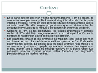 Corteza Es la parte externa del riñón y tiene aproximadamente 1 cm de grosor, de coloración rojo pardusca y fácilmente distinguible al corte de la parte interna o medular. Forma un arco de tejido situado inmediatamente bajo la cápsula renal. De ella surgen proyecciones que se sitúan entre las unidades individuales de la médula y se denominan columnas de Bertin. Contiene el 75% de los glomérulos, los túbulos proximales y distales, recibe el 90% del flujo sanguíneo renal y su principal función es la filtración, la reabsorción activa-selectiva,y la secreción. Las pirámides renales (o las pirámides de Malpighi) son tejidos del riñón con forma de cono. La médula renal está compuesta de 8 a 18 de estas subdivisiones cónicas. La amplia base de cada pirámide hace frente a la corteza renal, y su ápice, o papila, apunta internamente, descargando en el cáliz menor (que a modo de embudo confluye en la pelvis renal). Las pirámides parecen rayadas porque están formadas por segmentos paralelos rectos de túbulos renales. 