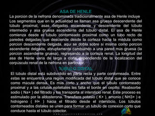ASA DE HENLELa porción de la nefrona denominada tradicionalmente asa de Henle incluyeLos segmentos que en la actualidad se llaman asa gruesa descendente del túbulo proximal, asas delgadas ascendente y descendente del túbulo intermedio y asa gruesa ascendente del túbulo distal. El asa de Henle comienza desde el túbulo contorneado proximal como un tubo recto de paredes delgadas que desciende desde la corteza hacia la médula como porción descendente delgada, aquí se dobla sobre sí misma como porción ascendente delgada, abruptamente cambiando a una pared más gruesa (la porción ascendente gruesa), regresando a la corteza renal. La longitud del asa de Henle varía de larga a corta dependiendo de la localización del corpúsculo renal de la nefrona en particular. TÚBULO DISTALEl túbulo distal está subdividido en parte recta y parte contorneada. Entre éstas se encuentra una región modificada del túbulo distal que se conoce como mácula densa. Es más corto y ancho que el túbulo contorneado proximal y a las células epiteliales les falta el borde en cepillo. Reabsorbe sodio ( Na+ ) del filtrado y los transporta al intersticio renal. Este proceso es estimulado por la aldosterona. Transfiere potasio ( K+ ), amonio ( NH3+ ) e hidrógeno ( H+ ) hacia el filtrado desde el intersticio. Los túbulos contorneados distales se unen para formar un túbulo de conexión corto que conduce hasta el túbulo colector.