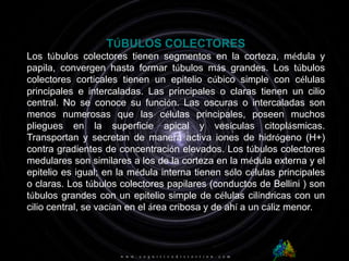 TÚBULOS COLECTORESLos túbulos colectores tienen segmentos en la corteza, médula y papila, convergen hasta formar túbulos más grandes. Los túbulos colectores corticales tienen un epitelio cúbico simple con células principales e intercaladas. Las principales o claras tienen un cilio central. No se conoce su función. Las oscuras o intercaladas son menos numerosas que las células principales, poseen muchos pliegues en la superficie apical y vesículas citoplásmicas. Transportan y secretan de manera activa iones de hidrógeno (H+) contra gradientes de concentración elevados. Los túbulos colectores medulares son similares a los de la corteza en la médula externa y el epitelio es igual; en la médula interna tienen sólo células principales o claras. Los túbulos colectores papilares (conductos de Bellini ) son túbulos grandes con un epitelio simple de células cilíndricas con un cilio central, se vacían en el área cribosa y de ahí a un cáliz menor.