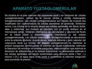 APARATO YUXTAGLOMERULARSe localiza en el polo vascular del corpúsculo renal y se compone de: célulasyuxtaglomerulares, células de la mácula densa y células mesangialesextraglomerulares. Las células yuxtaglomerulares son células de músculo lisomodificado con características de células secretoras de proteínas. Sintetizan renina. Las células de la mácula densa son células epiteliales del túbulo distal, altas y estrechas, sus núcleos se perciben con un punto obscuro en el microscopio óptico. Obtienen información de osmolaridad y volumen del fluido en el túbulo distal y transmiten esta información a las células yuxtaglomerulares. Las células mesangiales extraglomerulares se encuentran entre la arteriola aferente, mácula densa, arteriola aferente y polo vascular del corpúsculo renal. La función del aparato yuxtaglomerular es mantener la presión sanguínea, disminuyendo el volumen de líquido extracelular, estimular la liberación de renina en el torrente sanguíneo, vasoconstrictor que estimula la liberación de aldosterona en la corteza suprarrenal. La aldosterona estimula a las células epiteliales del túbulo contorneado para remover sodio ( Na+ ) y cloruro ( CI-), el agua sigue a los iones e incrementa el volumen sanguíneo para aumentar la presión.