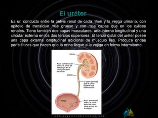 La pelvis renal entre cada riñón