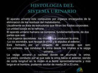 HISTOLOGIA DEL SISTEMA URINARIOEl aparato urinario está compuesto por órganos encargados de la eliminación de los residuos del metabolismo.Usualmente se trata de estructuras que filtran los fluidos corporales.La unidad básica es la nefrona.El aparato urinario humano se compone, fundamentalmente, de dos partes que son:-Los órganos secretores : los riñones que producen la orina.-La vía excretora, que recoge la orina y la expulsa al exterior.Está formado por un conjunto de conductos que son:Los uréteres, que conducen la orina desde los riñones a la vejiga urinaria.La vejiga urinaria o cavidad donde se acumula la orina.La uretra, conducto por el que sale la orina hacia el exterior, siendo de corta longitud en la mujer- 4 a 5cms aproximadamente y más larga en el hombre, pudiendo oscilar de media 20 a 23 cms.