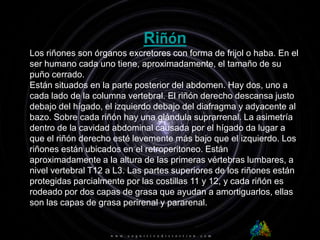RiñónLos riñones son órganos excretores con forma de frijol o haba. En el ser humano cada uno tiene, aproximadamente, el tamaño de su puño cerrado.Están situados en la parte posterior del abdomen. Hay dos, uno a cada lado de la columna vertebral. El riñón derecho descansa justo debajo del hígado, el izquierdo debajo del diafragma y adyacente al bazo. Sobre cada riñón hay una glándula suprarrenal. La asimetría dentro de la cavidad abdominal causada por el hígado da lugar a que el riñón derecho esté levemente más bajo que el izquierdo. Los riñones están ubicados en el retroperitoneo. Están aproximadamente a la altura de las primeras vértebras lumbares, a nivel vertebral T12 a L3. Las partes superiores de los riñones están protegidas parcialmente por las costillas 11 y 12, y cada riñón es rodeado por dos capas de grasa que ayudan a amortiguarlos, ellas son las capas de grasa perirenal y pararenal.