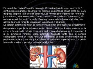 En un adulto, cada riñón mide cerca de 10 centímetros de largo y cerca de 5 centímetros de grueso, pesando 150 gramos. Los riñones pesan cerca del 0.5% del peso corporal total de una persona. Los riñones son órganos con forma de judía o haba, y tienen un lado cóncavo mirando hacia adentro (intermedio). En este aspecto intermedio de cada riñón hay una abertura, llamada el hilio, que admite la arteria renal, la vena renal, los nervios, y el uréter.La porción externa del riñón se llama corteza renal, que descansa directamentedebajo de la cápsula de tejido conectivo blando del riñón. Profundamente en la corteza descansa la médula renal, que en los seres humanos se divide entre 10 a 20 pirámides renales. Cada pirámide asociada junto con la corteza sobrepuesta forma un lóbulo renal. La extremidad de cada pirámide (llamada la papila) se vacía en un cáliz, y los cálices se vacían en la pelvis renal. La pelvis transmite la orina a la vejiga urinaria vía el uréter.